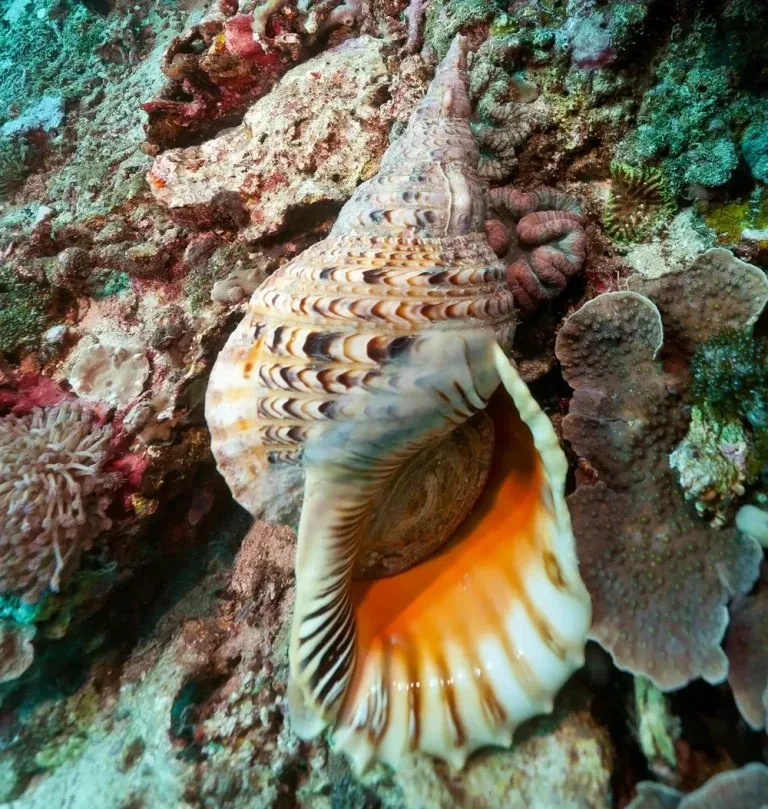 TRITON — photo 32