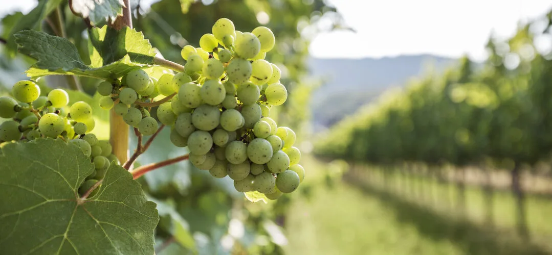 Weingut Nigl — photo 29