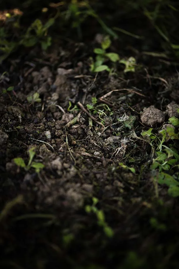 Lait Thym Sel — photo 9