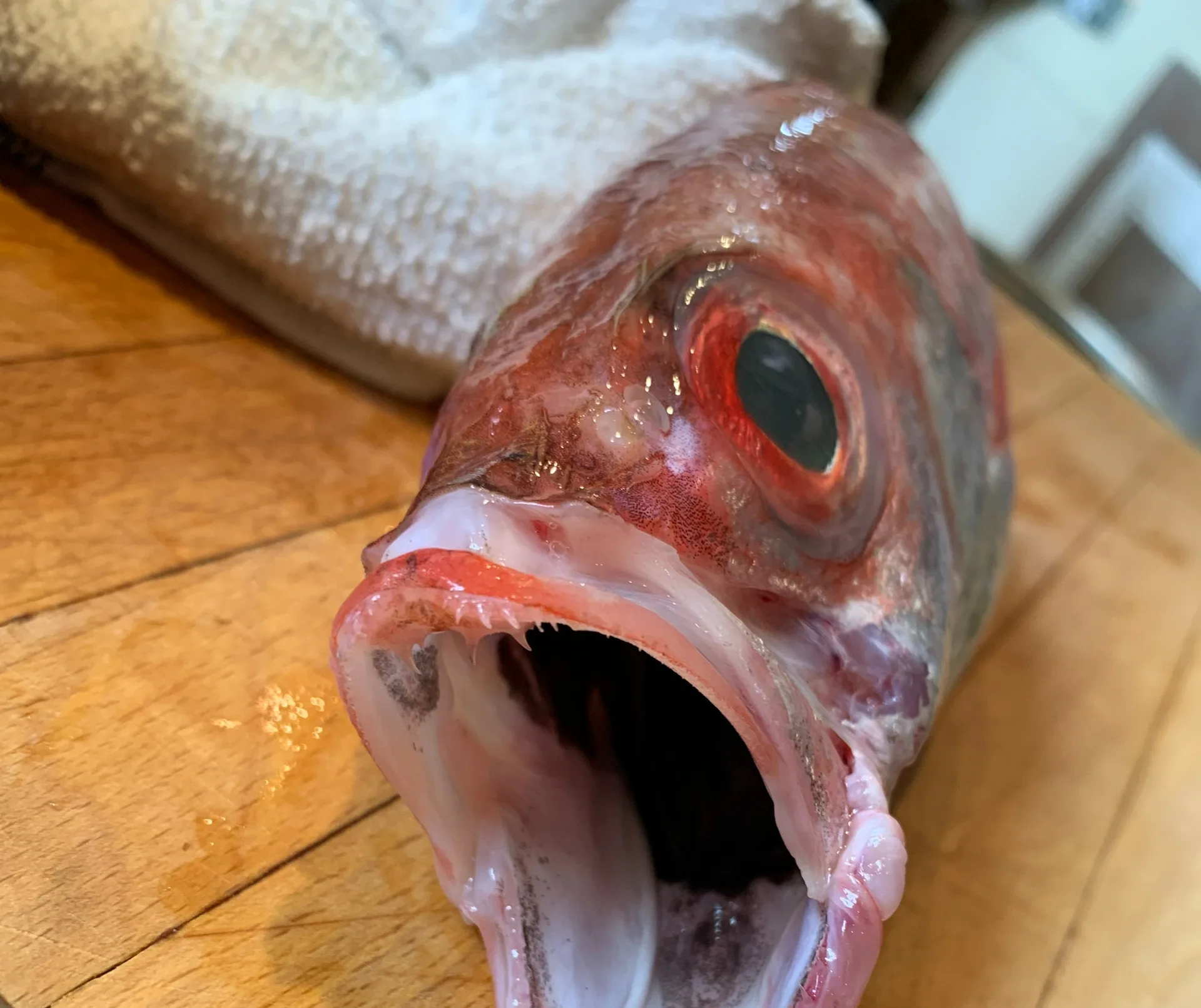 Osaki's — photo 4