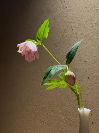 Kappo Shinatomi — photo 13