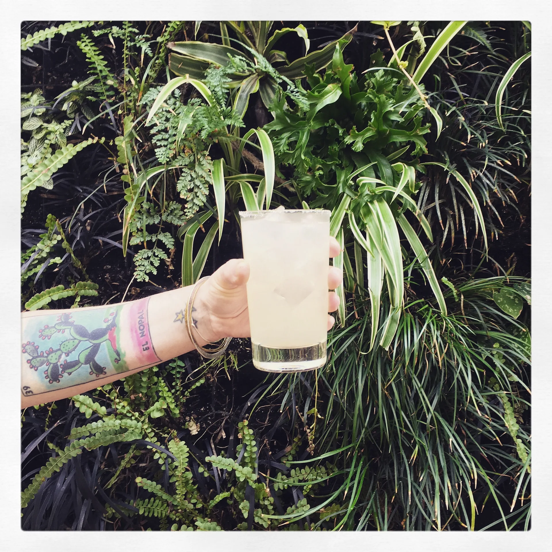 Nopalito — photo 14