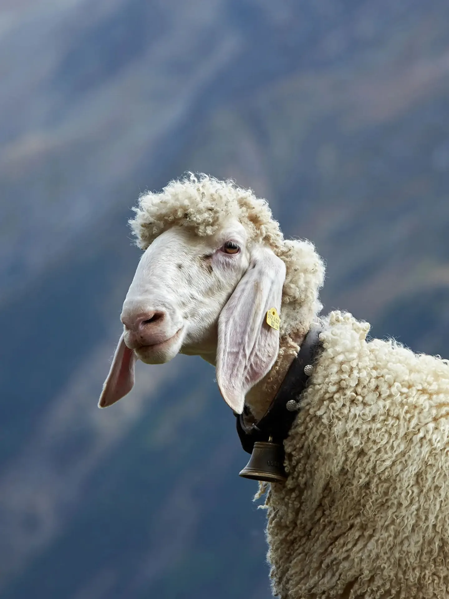 Black Sheep Fine Alpine Dining — photo 5