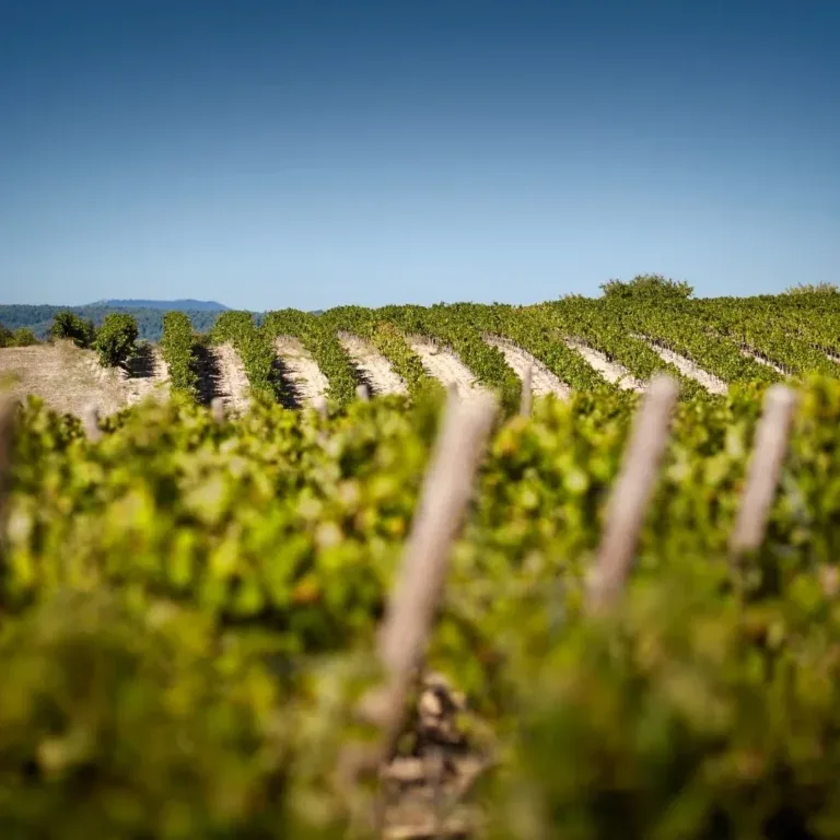 Martin - Domaine de Primard — photo 4