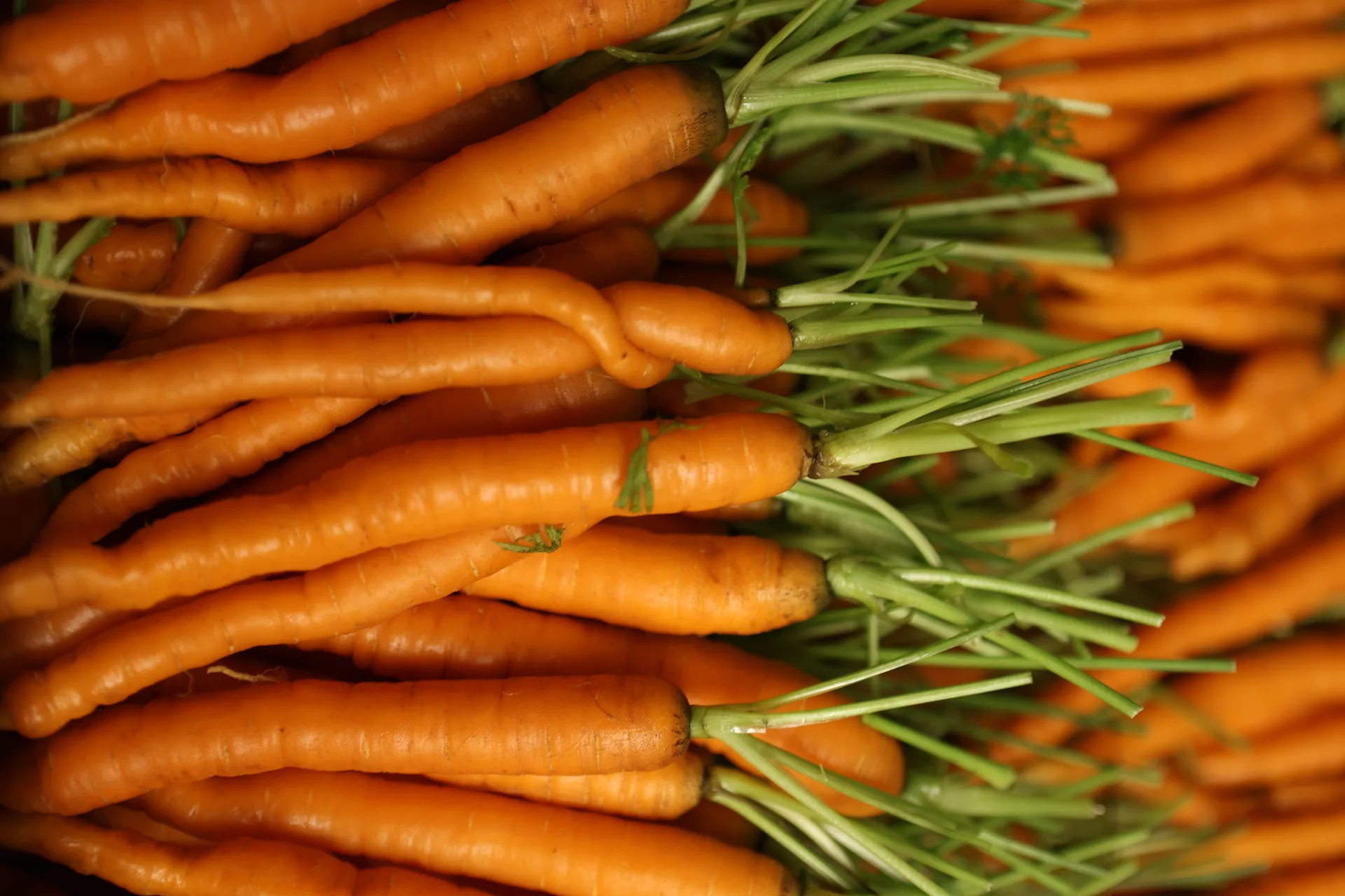 Holy Carrot — photo 10