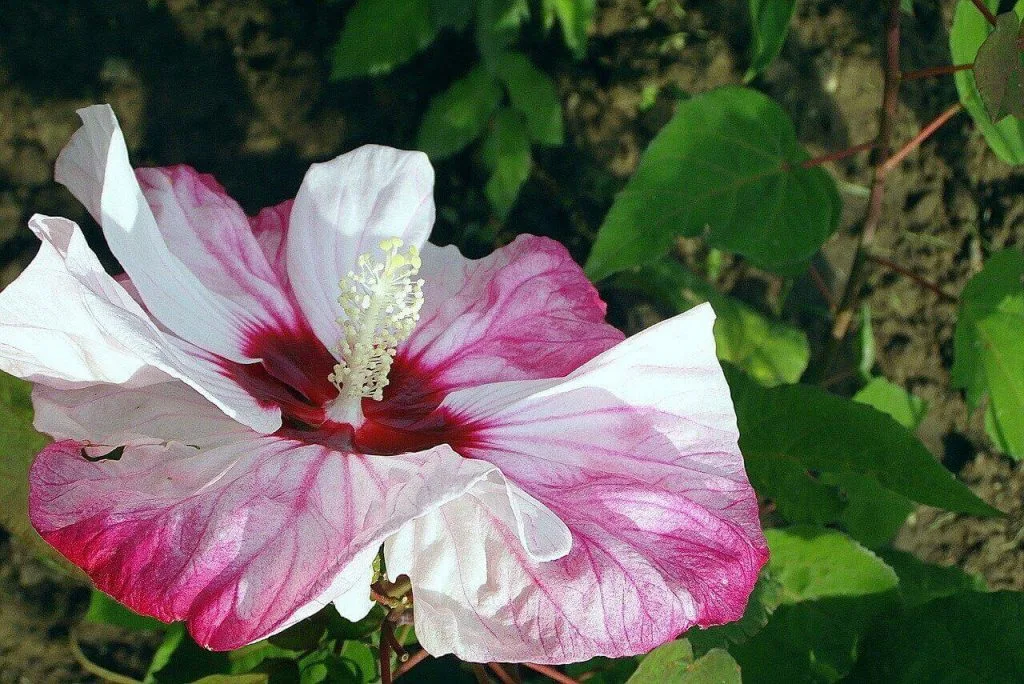 Hibiscus — food