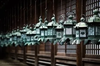 Koedo — photo 11