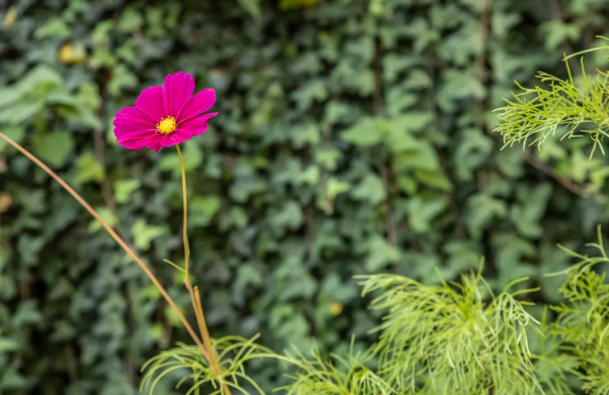Les Jardins de la Tour — photo 7