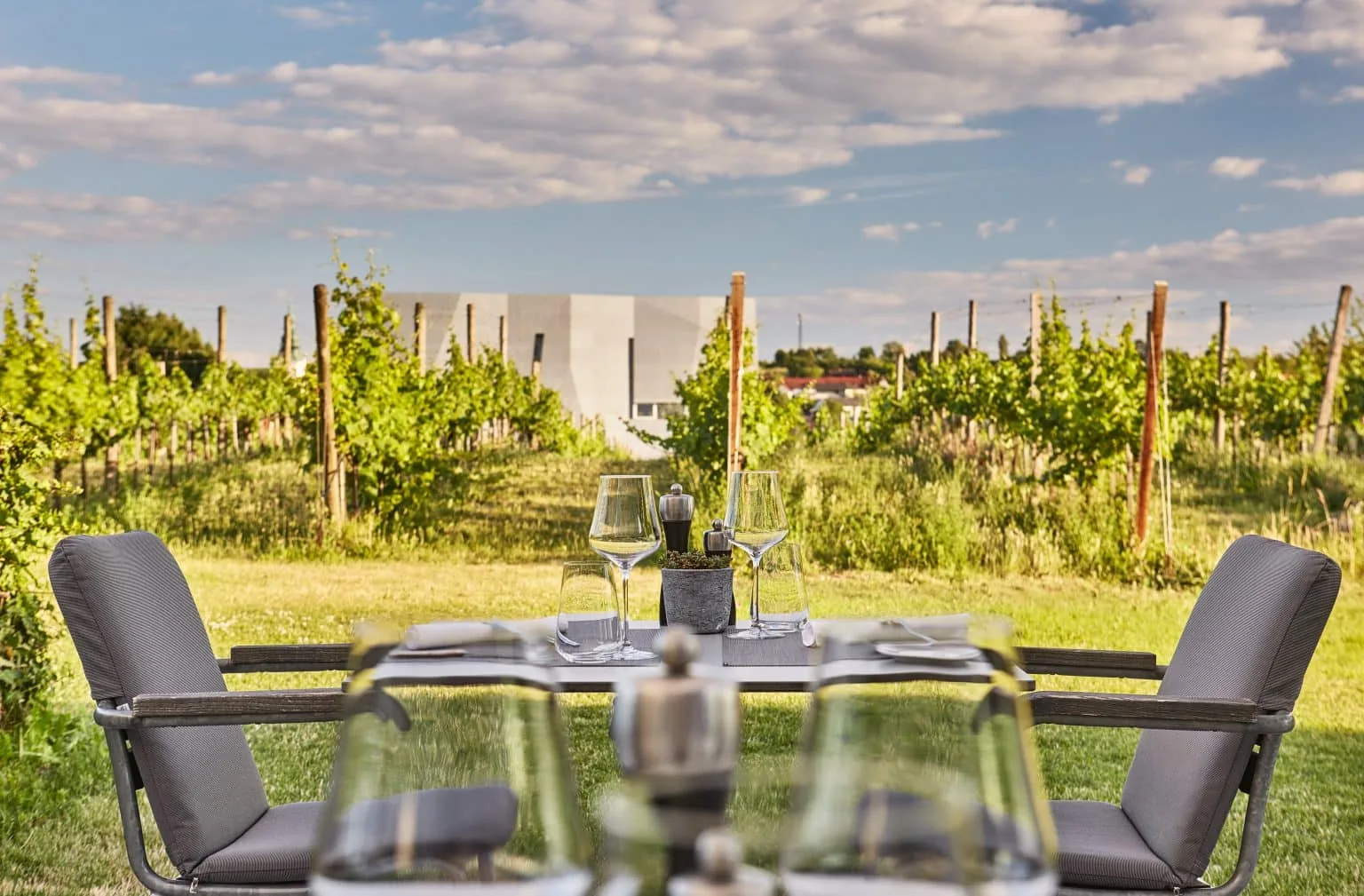 Vineyard — photo 91