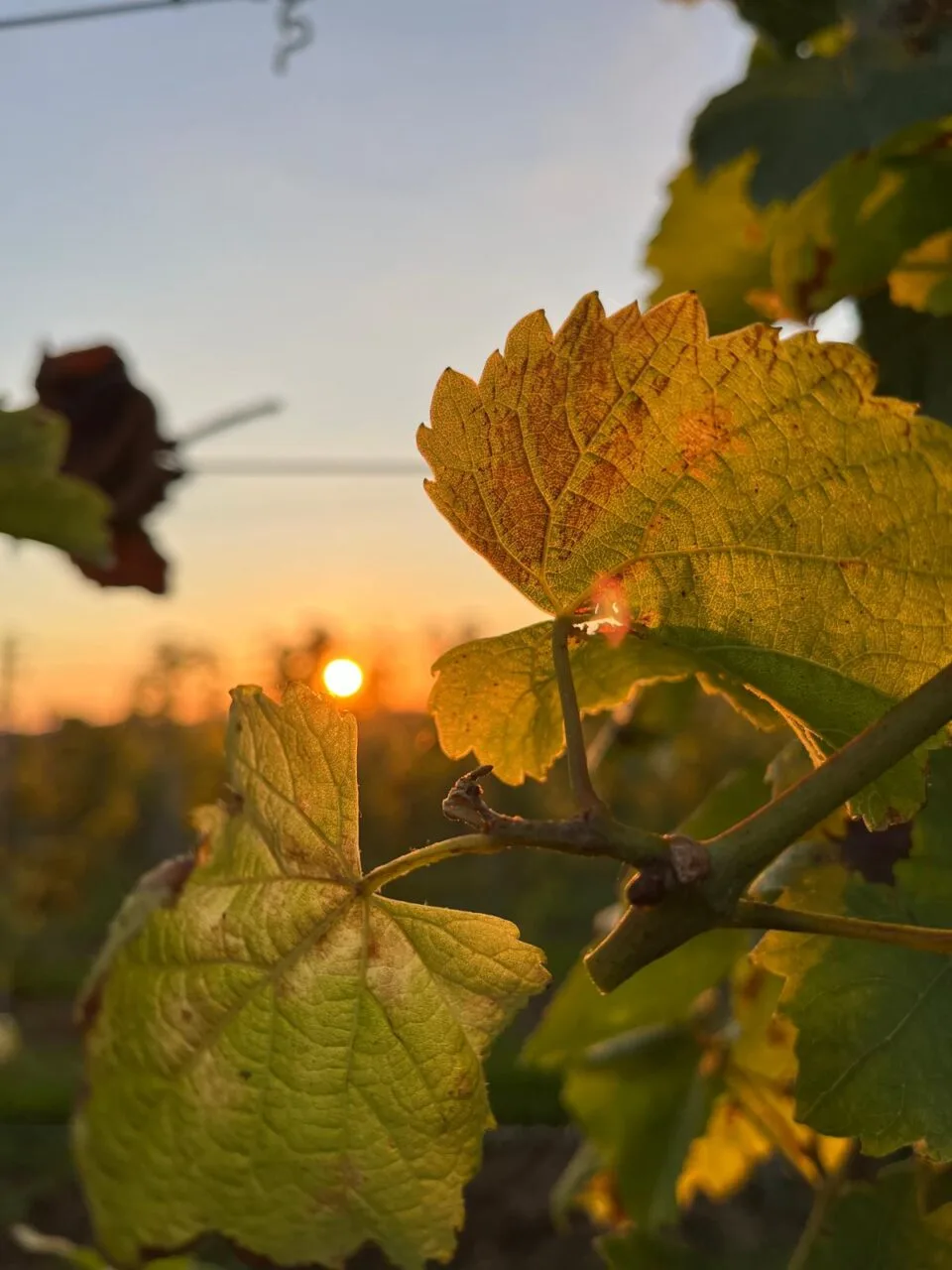 Marsnil — photo 10