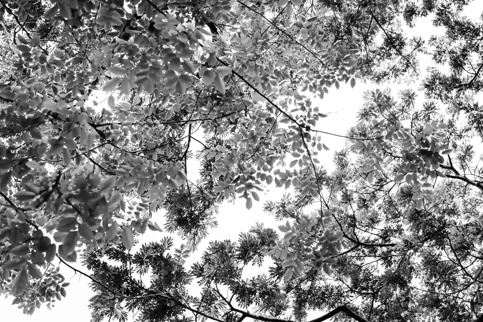 Alte Baiz — photo 45