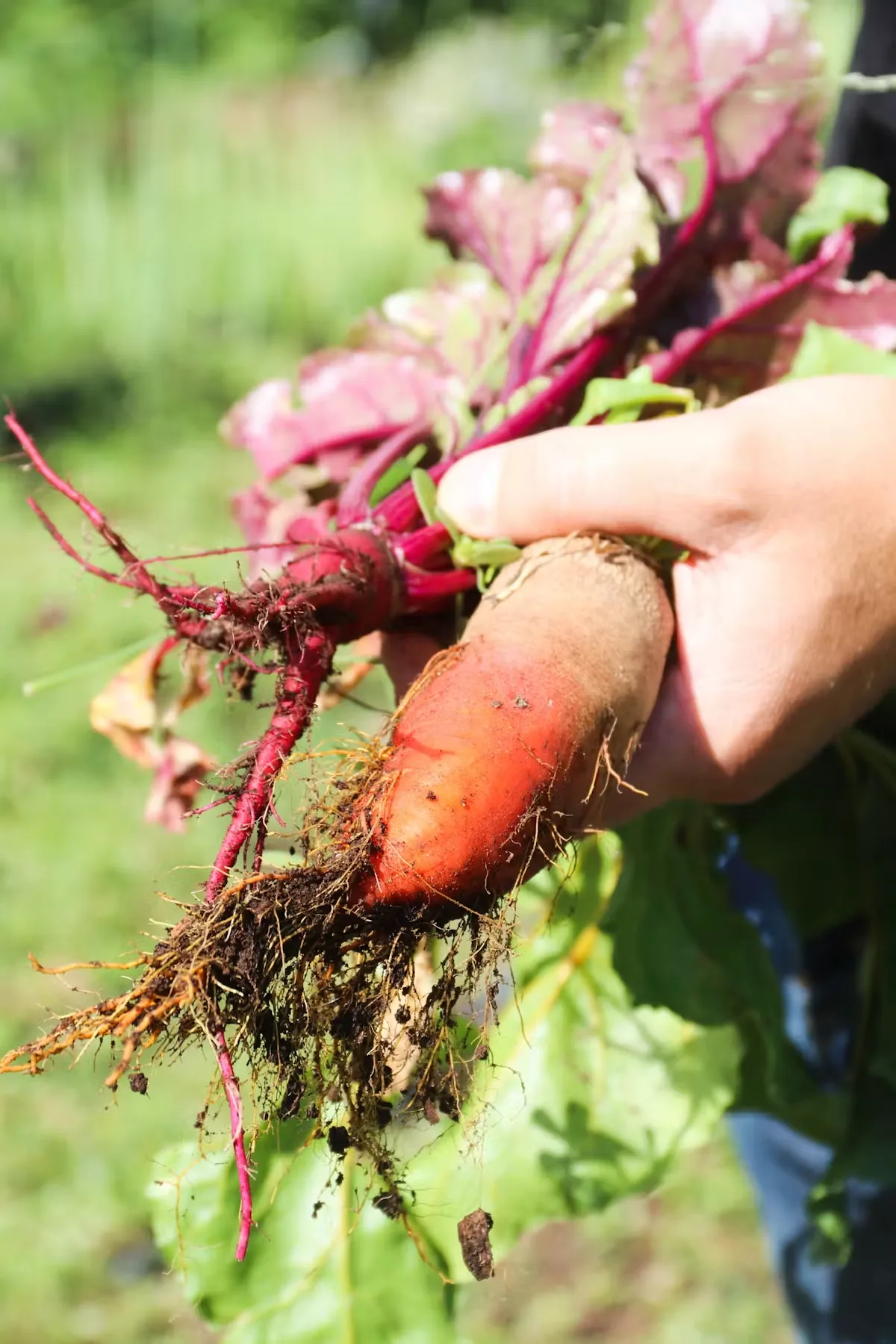 Urban Farmer, Denver