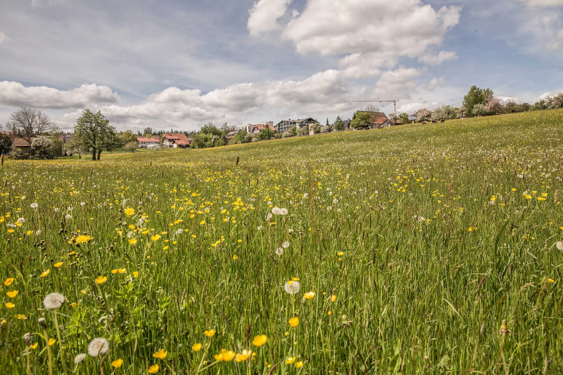 Schwanen Kälberbronn — photo 43