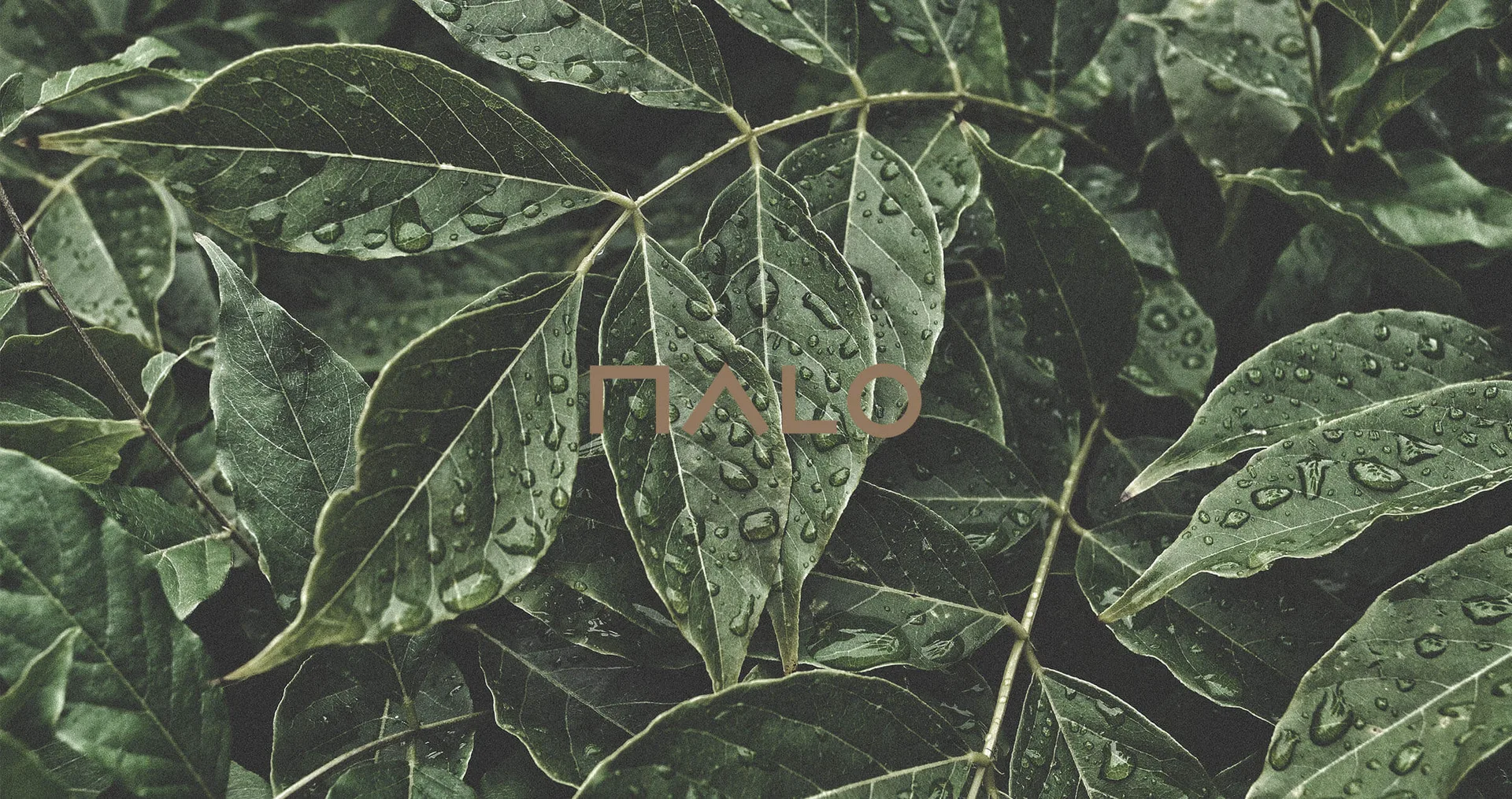 Malo — photo 15