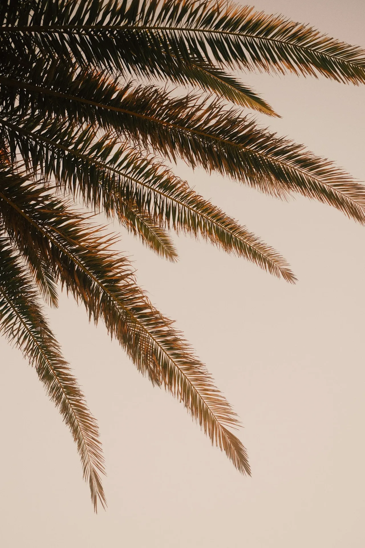 Elysium — photo 21