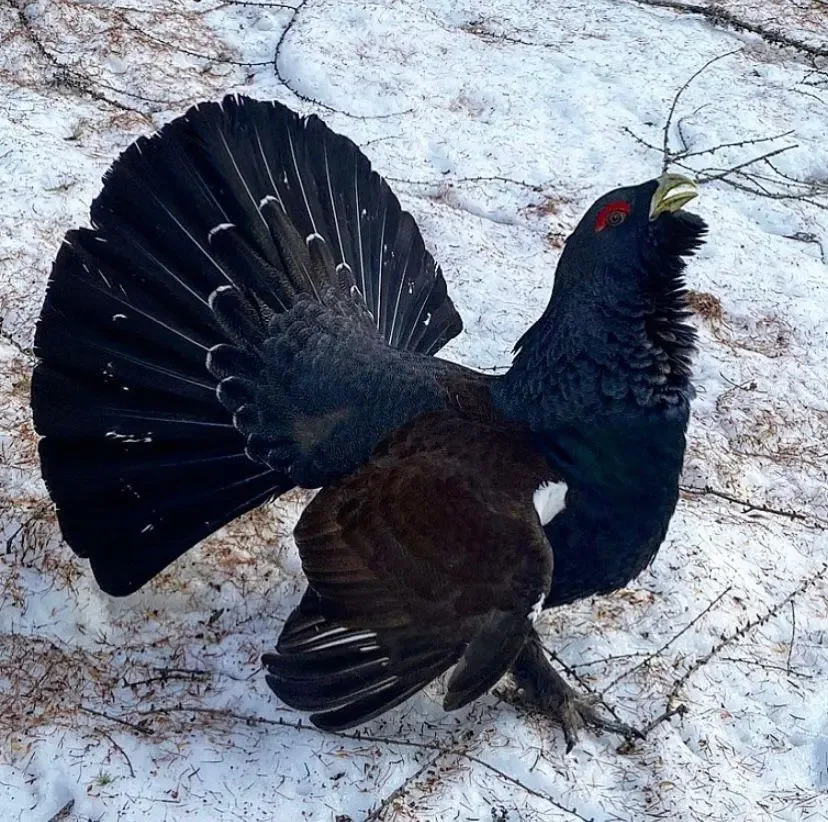 Il Gallo Cedrone — photo 23