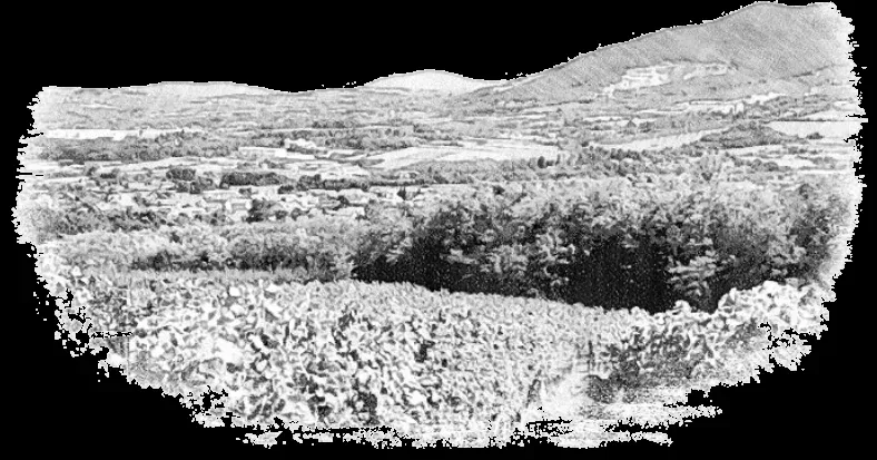 VINARIJA TARPOŠ — atmosphere