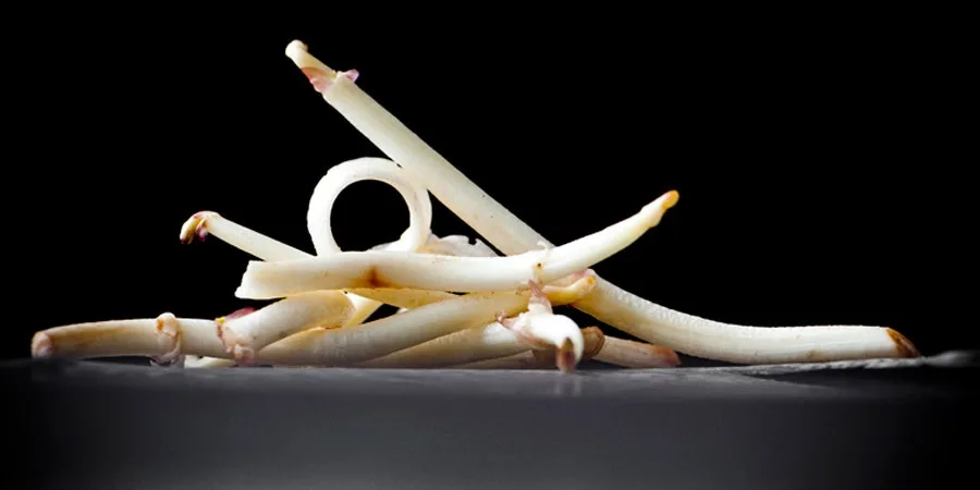 't Korennaer — food