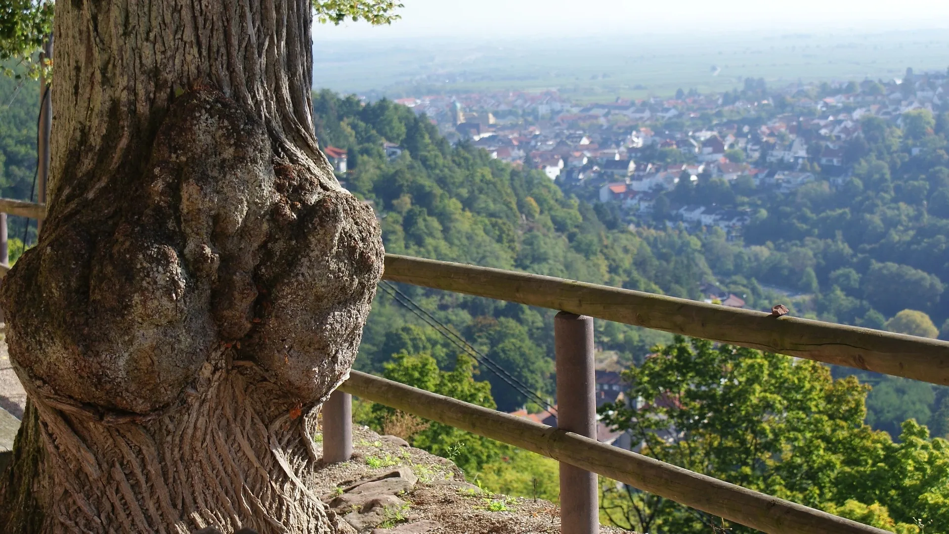 Pfälzer Stuben — photo 42