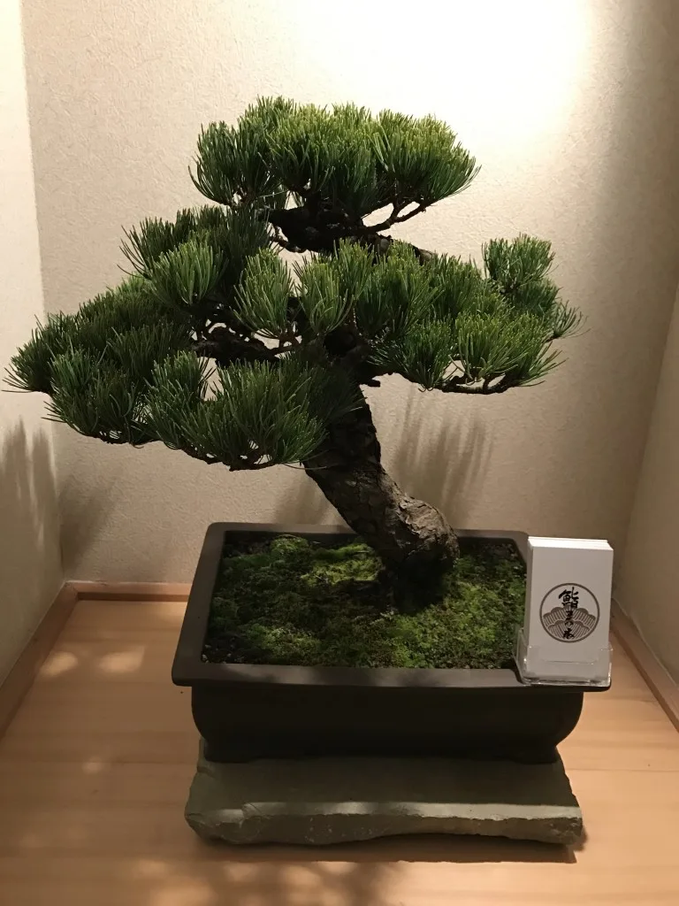 Sushi Matsumoto — photo 18