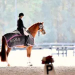 Stirrups — photo 6