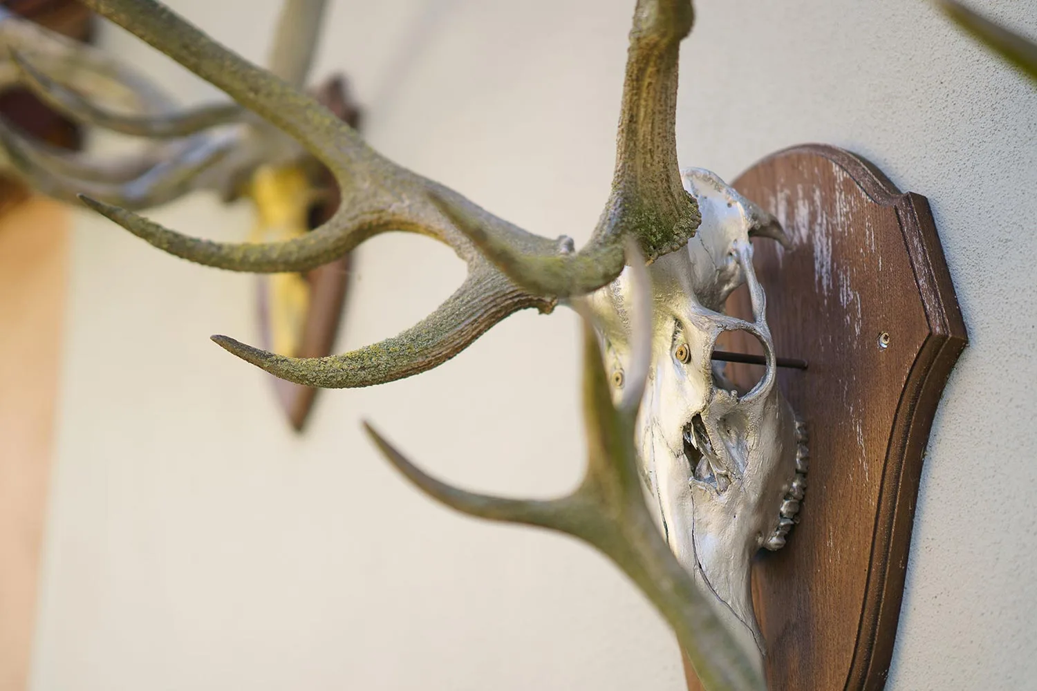 Le Cerf — photo 13