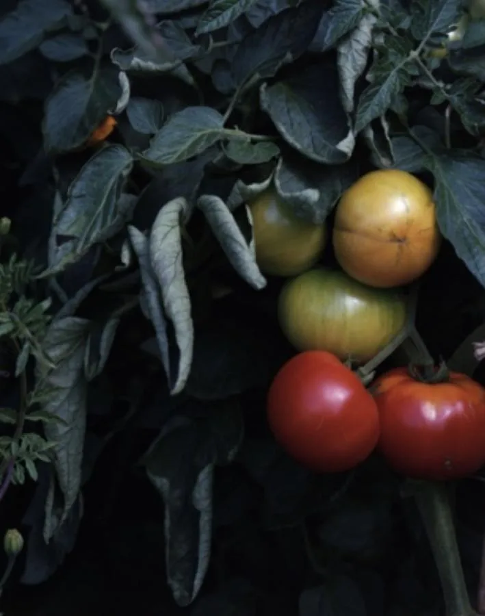 D'une Île — food