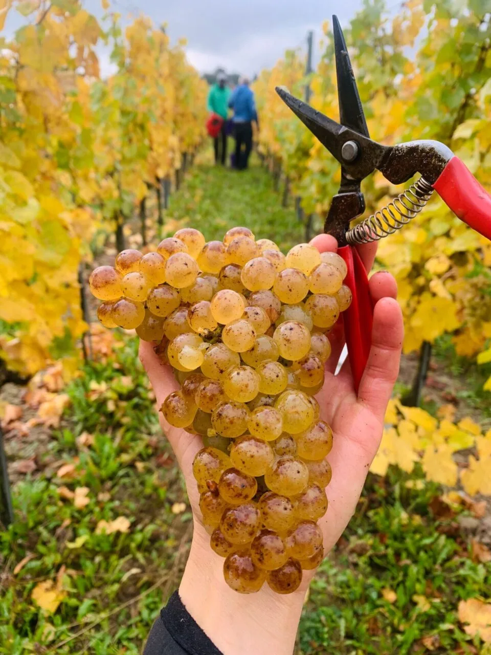 Marsnil — photo 24