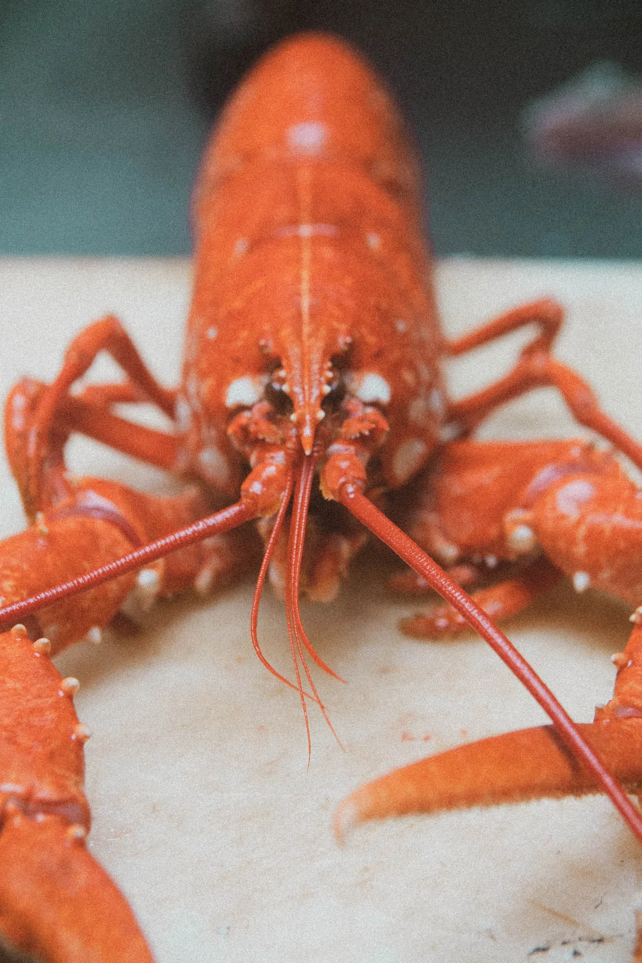 Julia Fish & Oysterbar — photo 15
