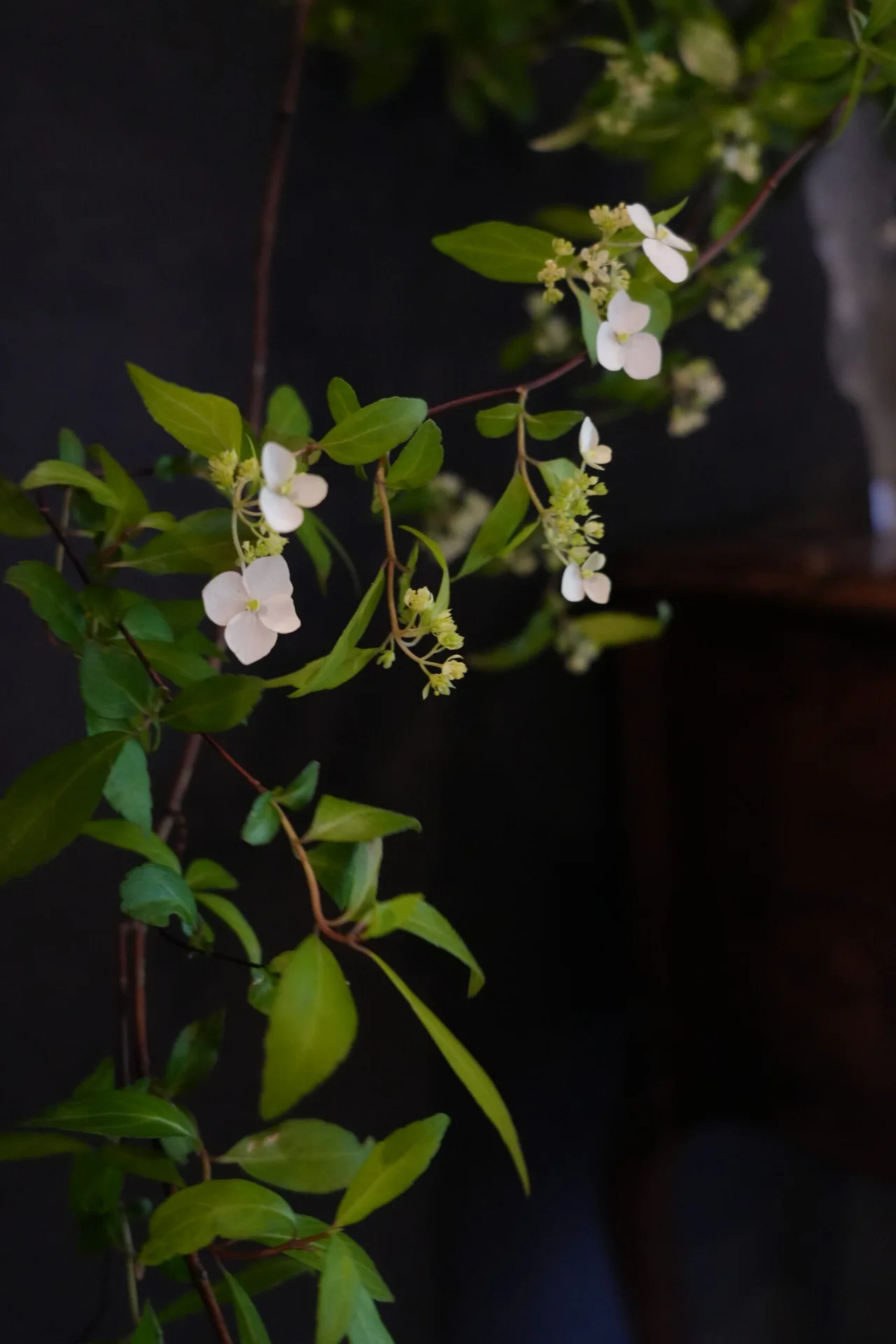 Luciole — food