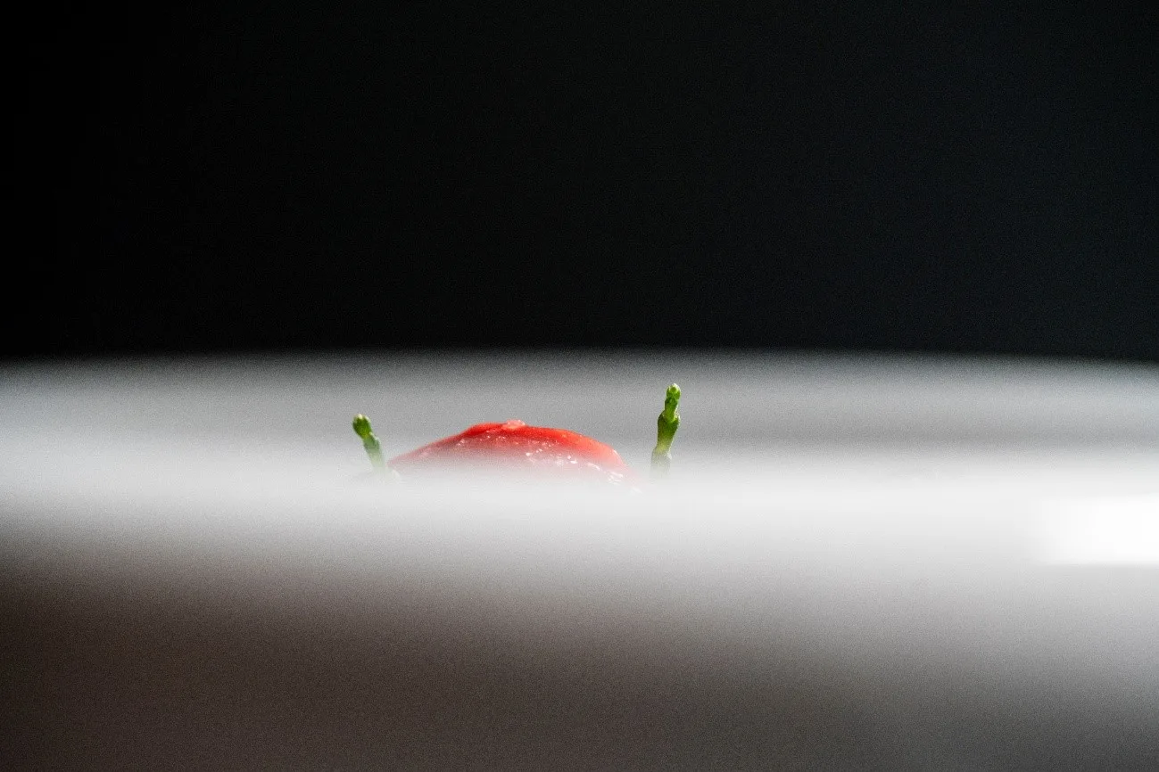 A Cozinha — photo 14
