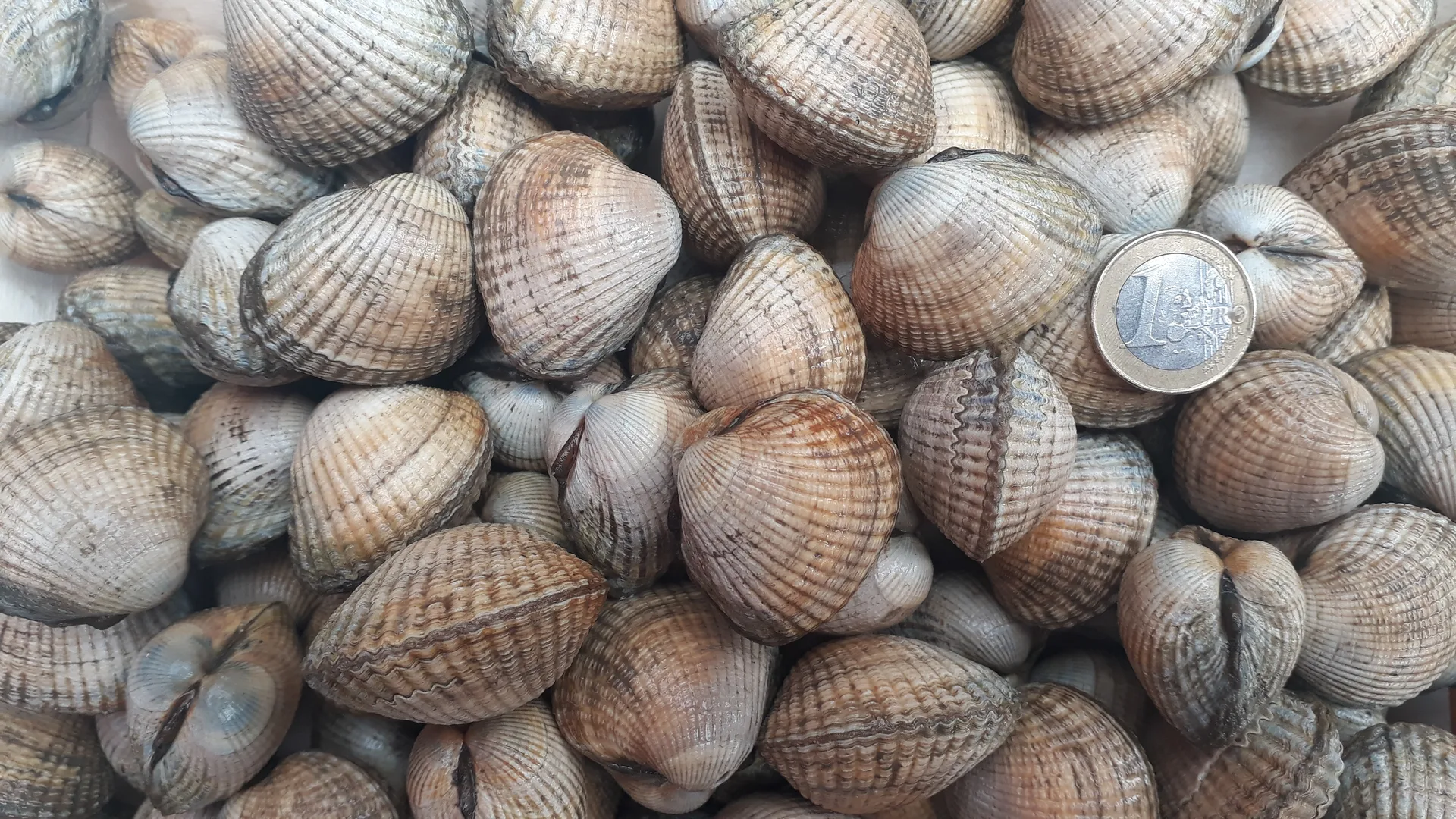 Aux Viviers de Penfoulic — photo 21