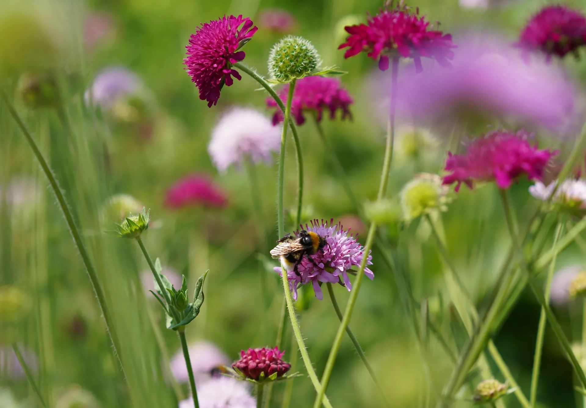 Pythouse Kitchen Garden — photo 8