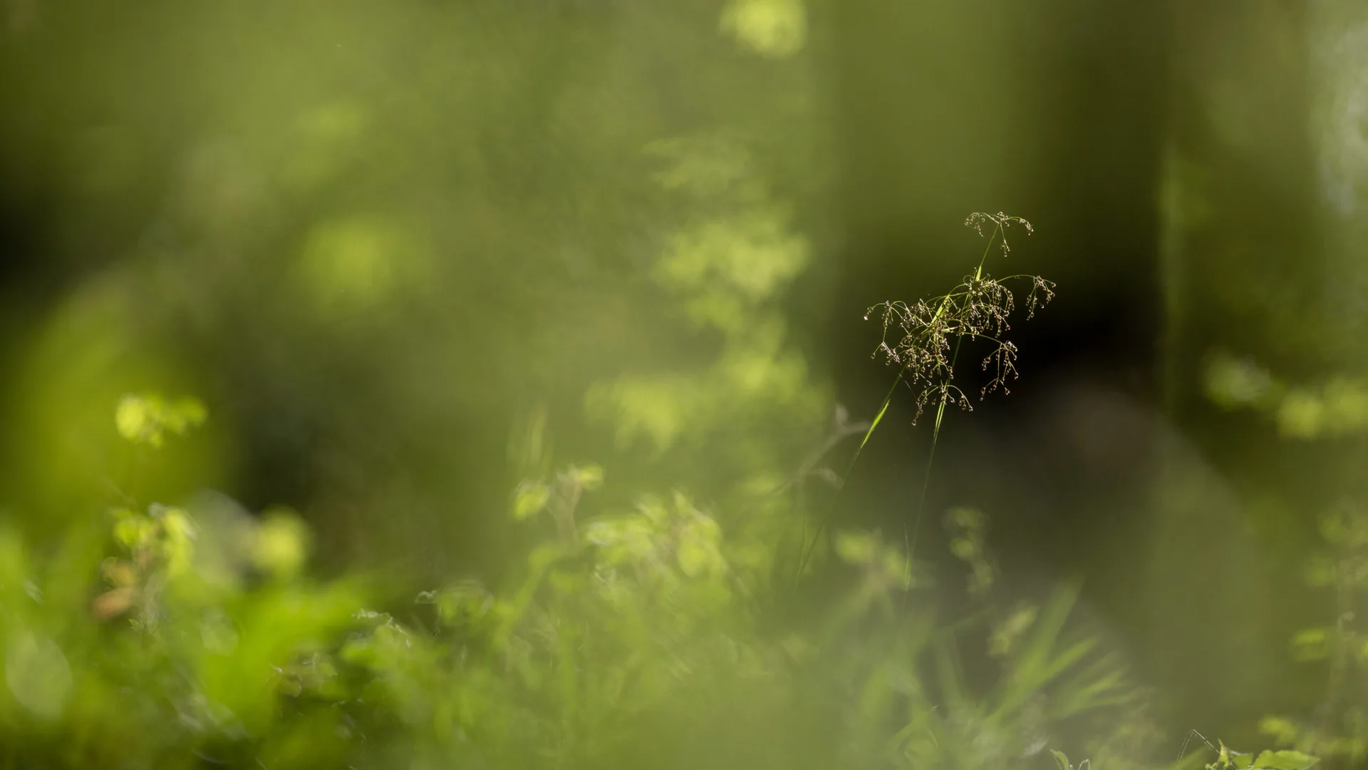 Rau — photo 12