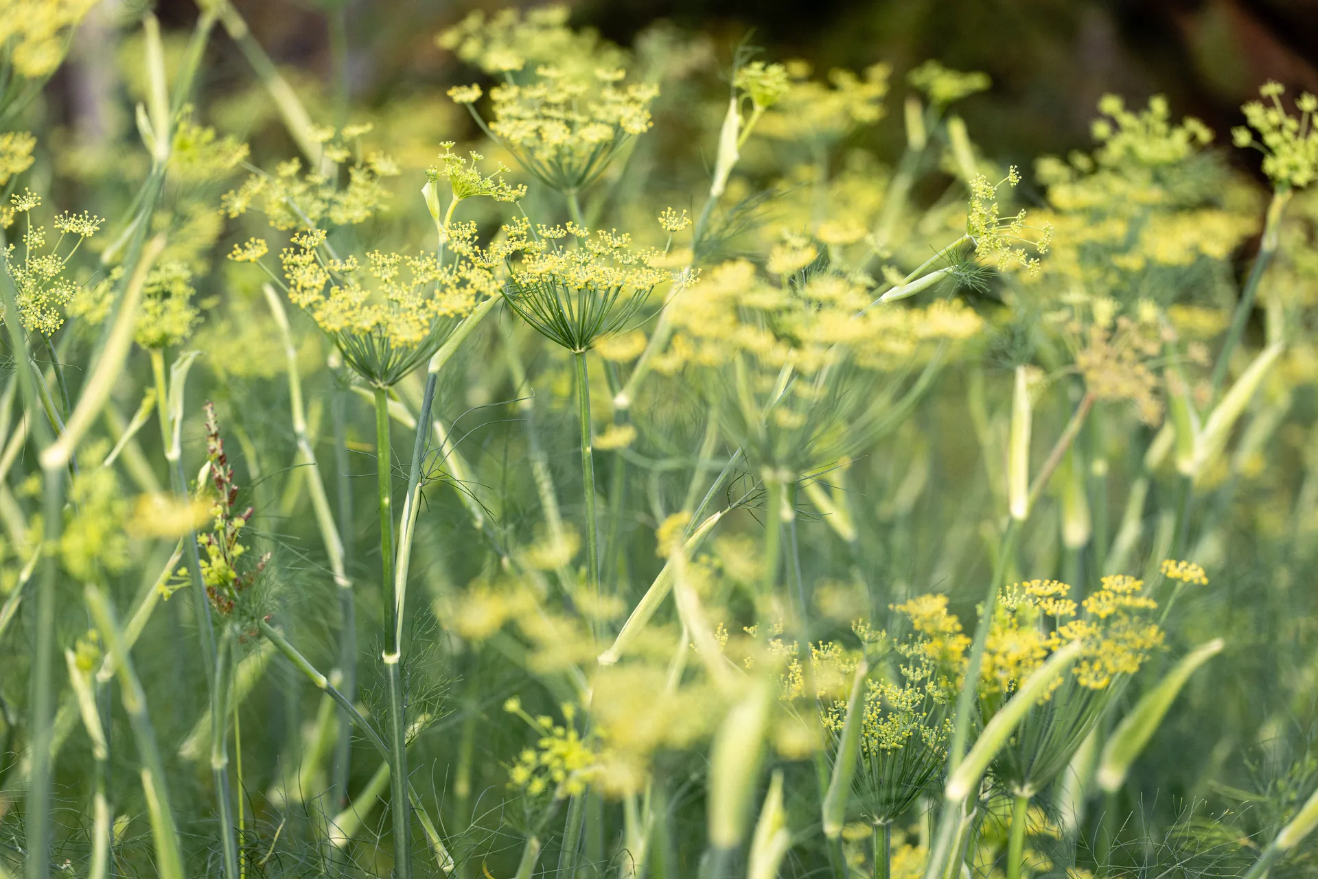 Les Jardins de la Matz — photo 22