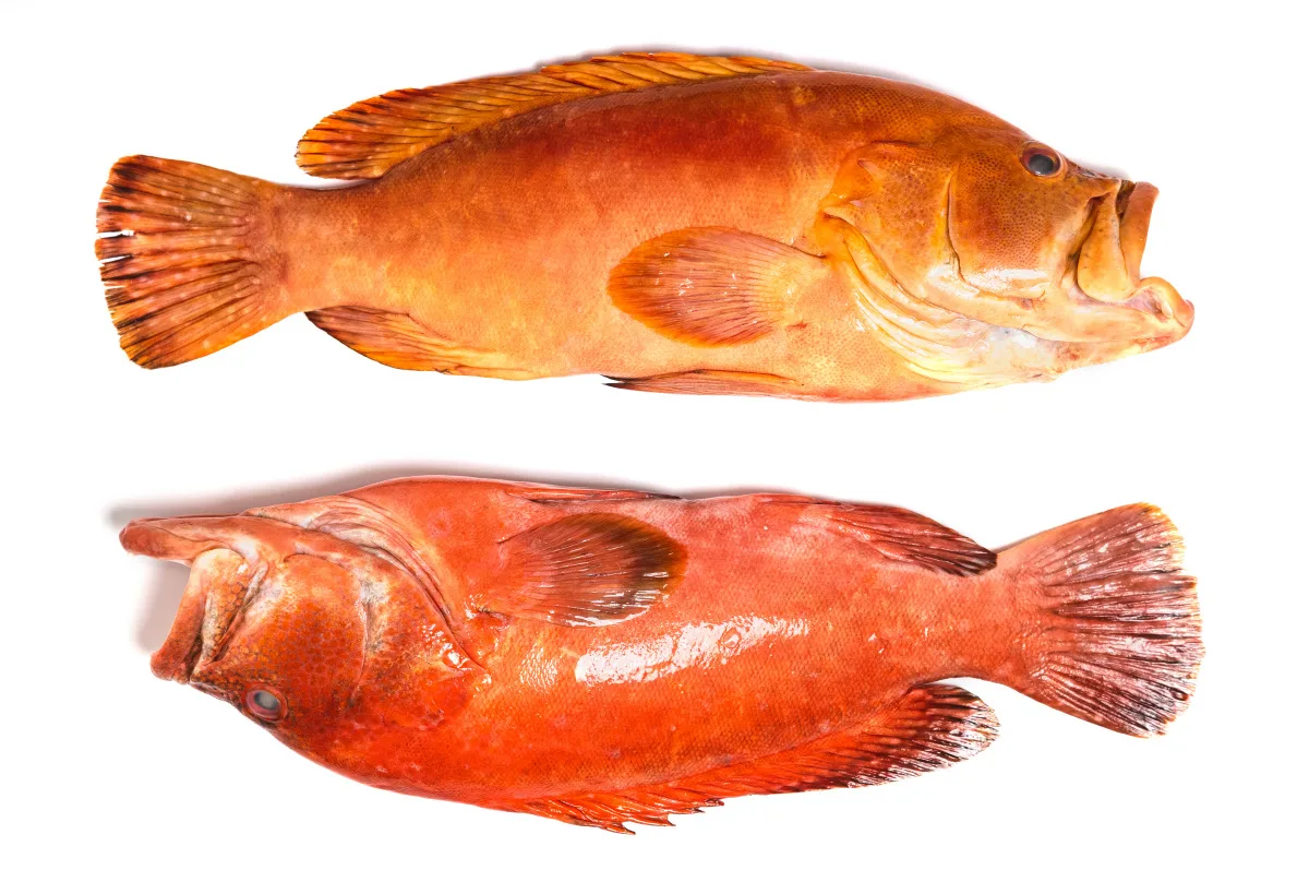Atlantik Fisch — photo 92