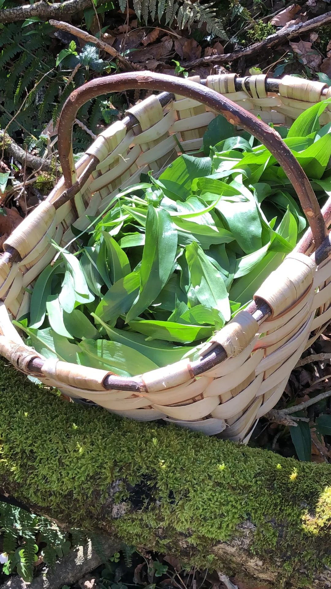 Jarapea — photo 13