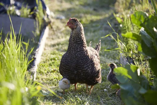 Felin Fach Griffin — food