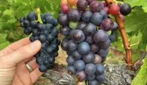 Monte Christo Winery — photo 22