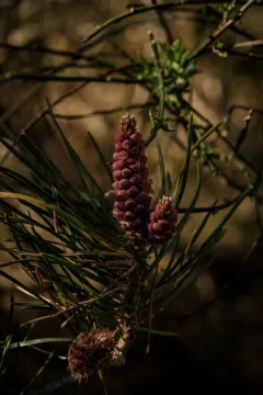 Kadeau — photo 10