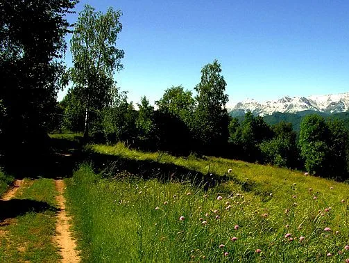 La Pineta — photo 4