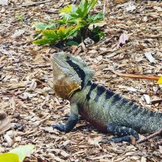 The Flooded Gums Restaurant — photo 4