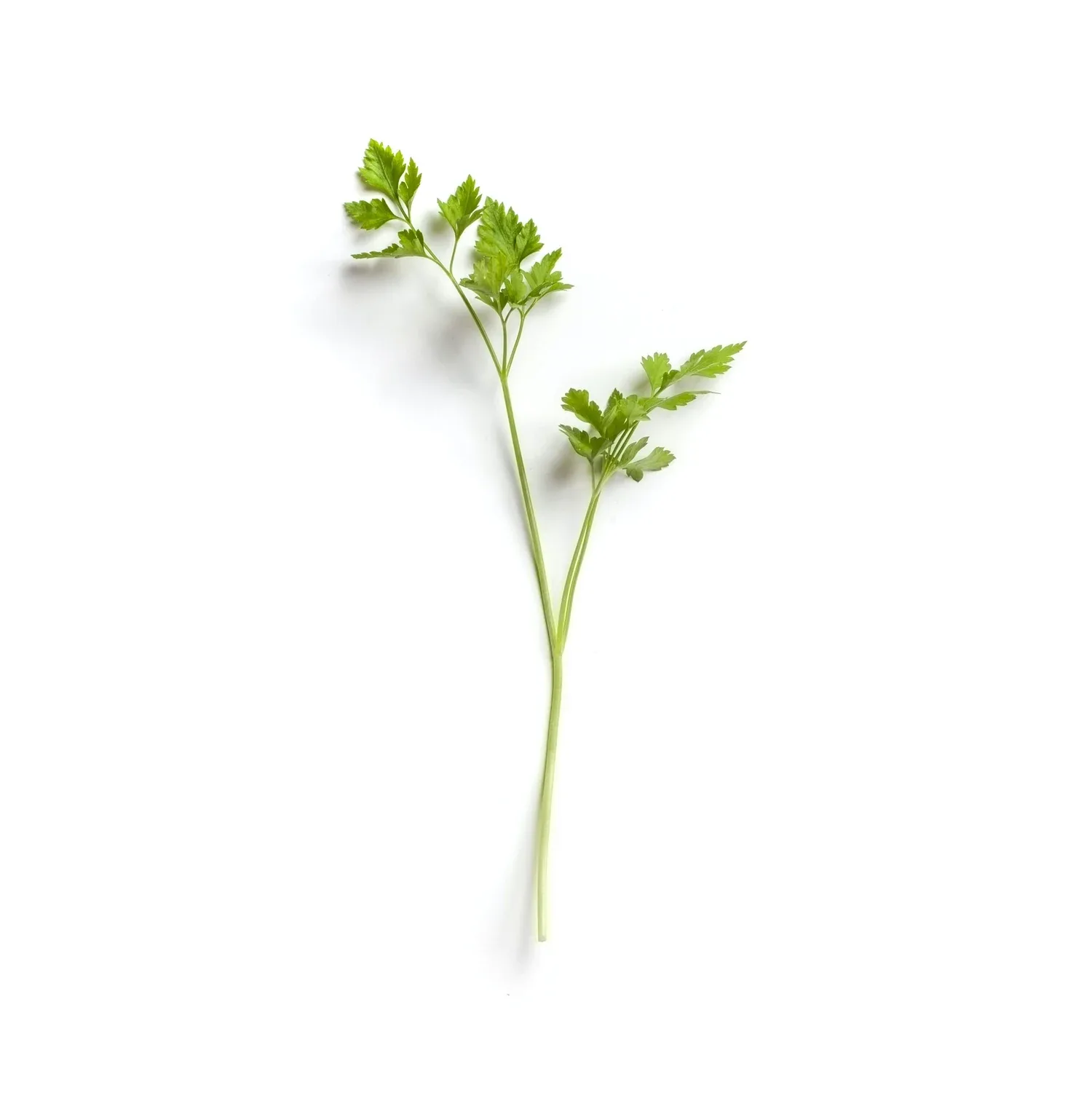 Saint Julivert Fisherie — food