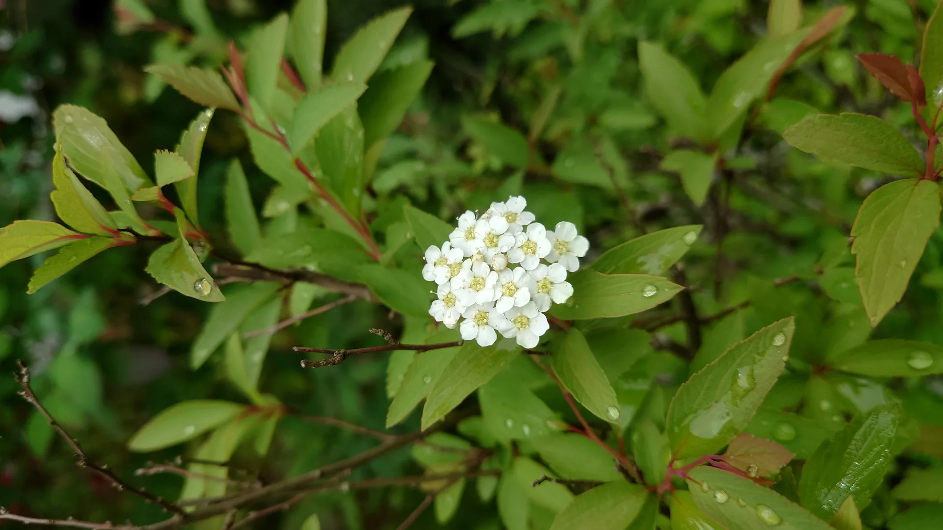 Nihonryori Tanryu — photo 46