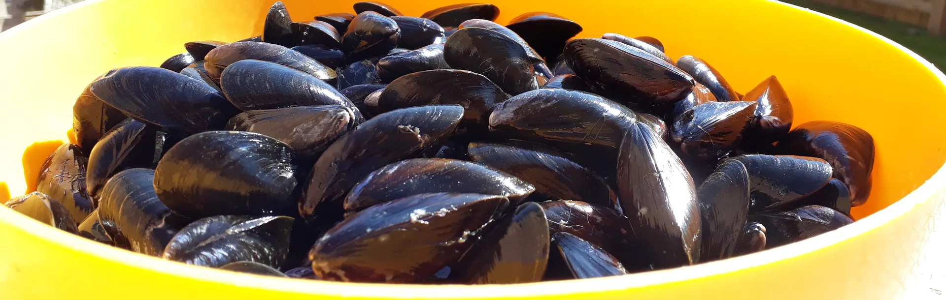 Aux Viviers de Penfoulic — photo 17