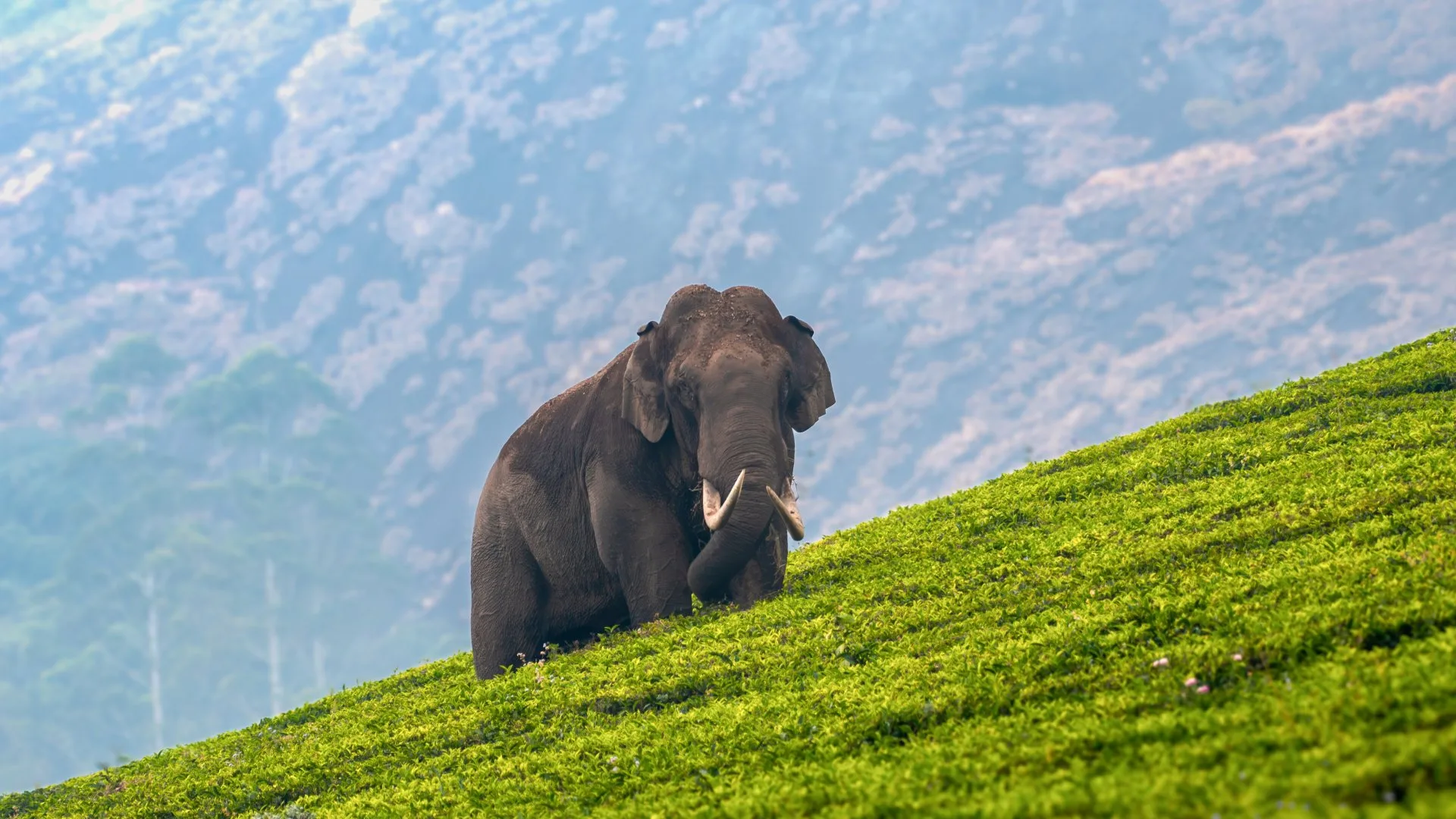 Sir Cloudesley Shovell Restaurant — photo 48
