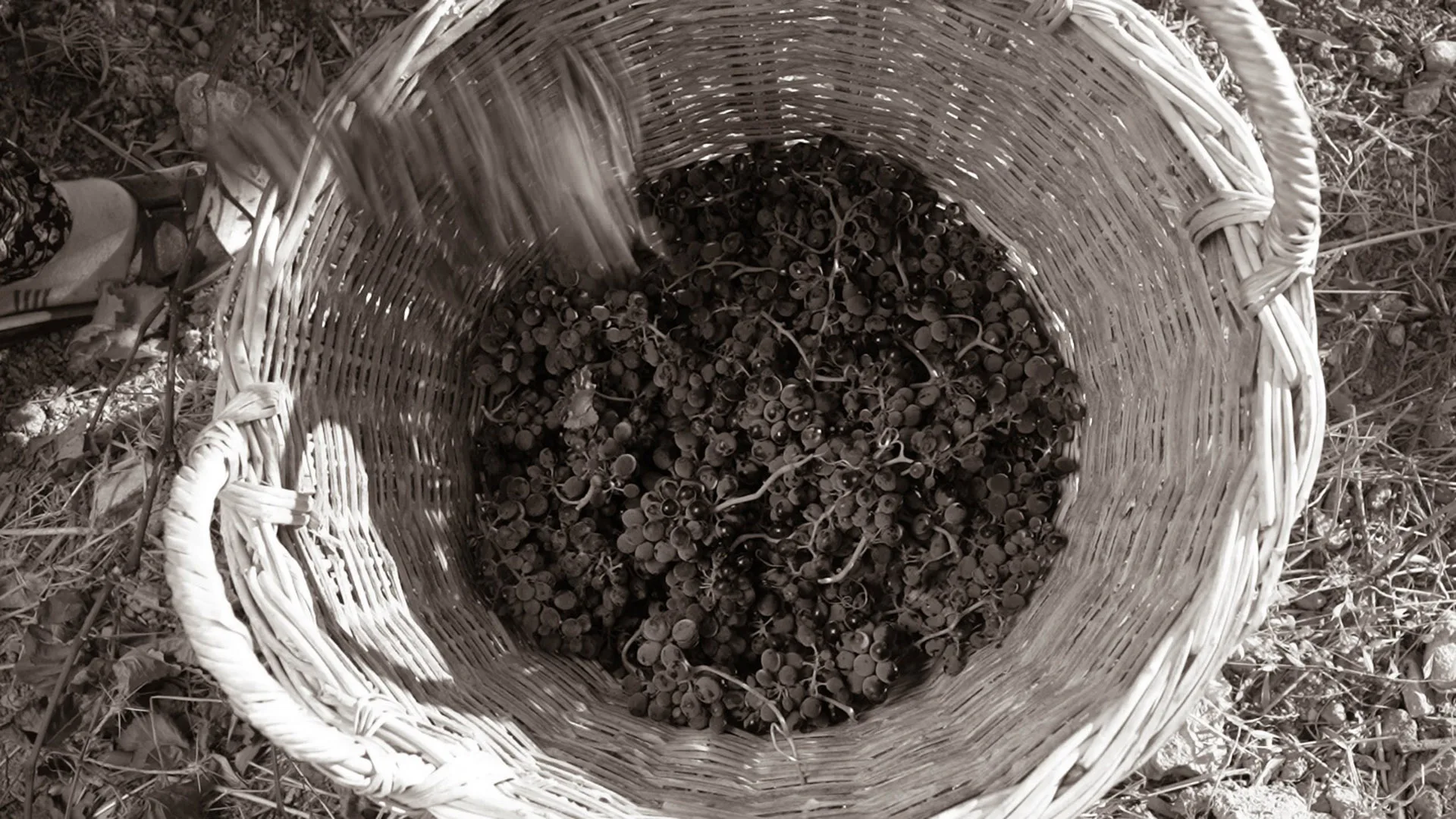 Karnas Vineyards — photo 13