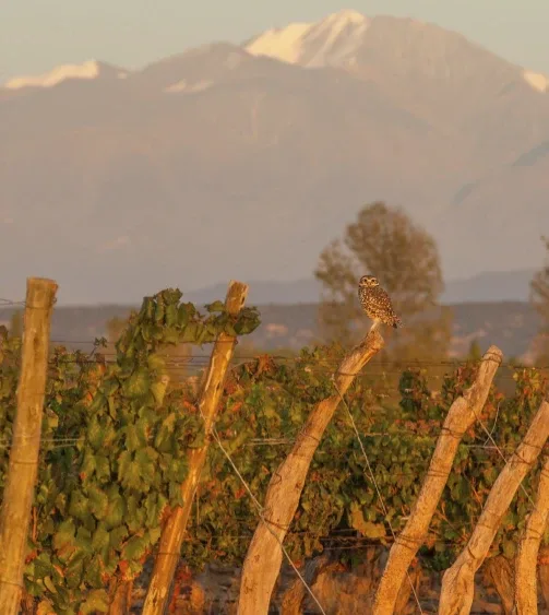 Martino Wines — atmosphere