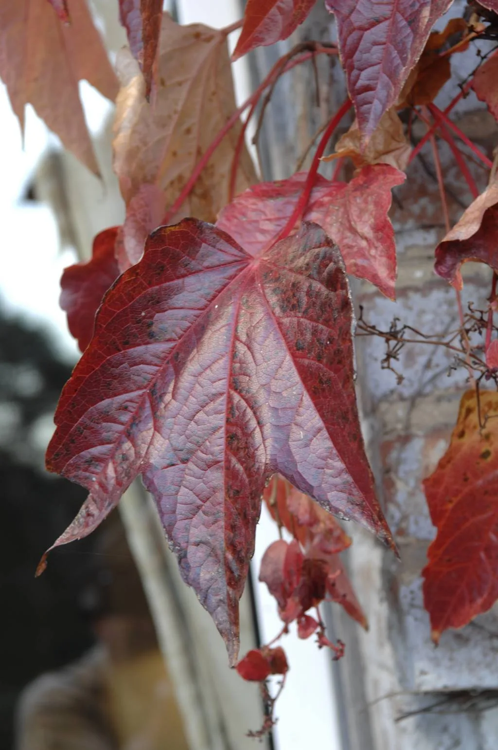 La Table des Templiers — photo 8