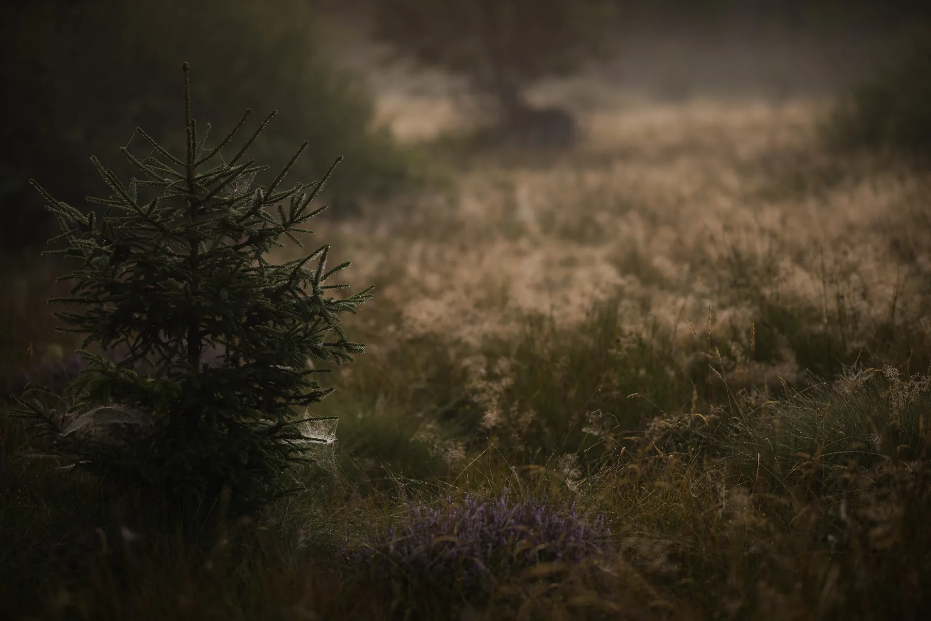 flora. — photo 44